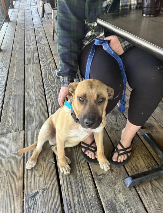 Vox, an adopted mixed breed in Davis, CA image 4/4