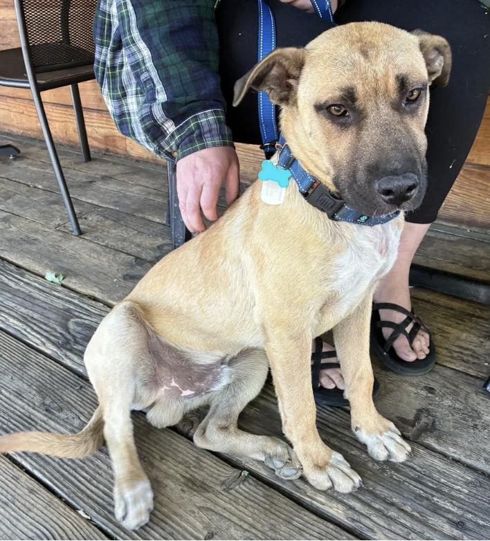 Vox, an adopted mixed breed in Davis, CA image 1/4