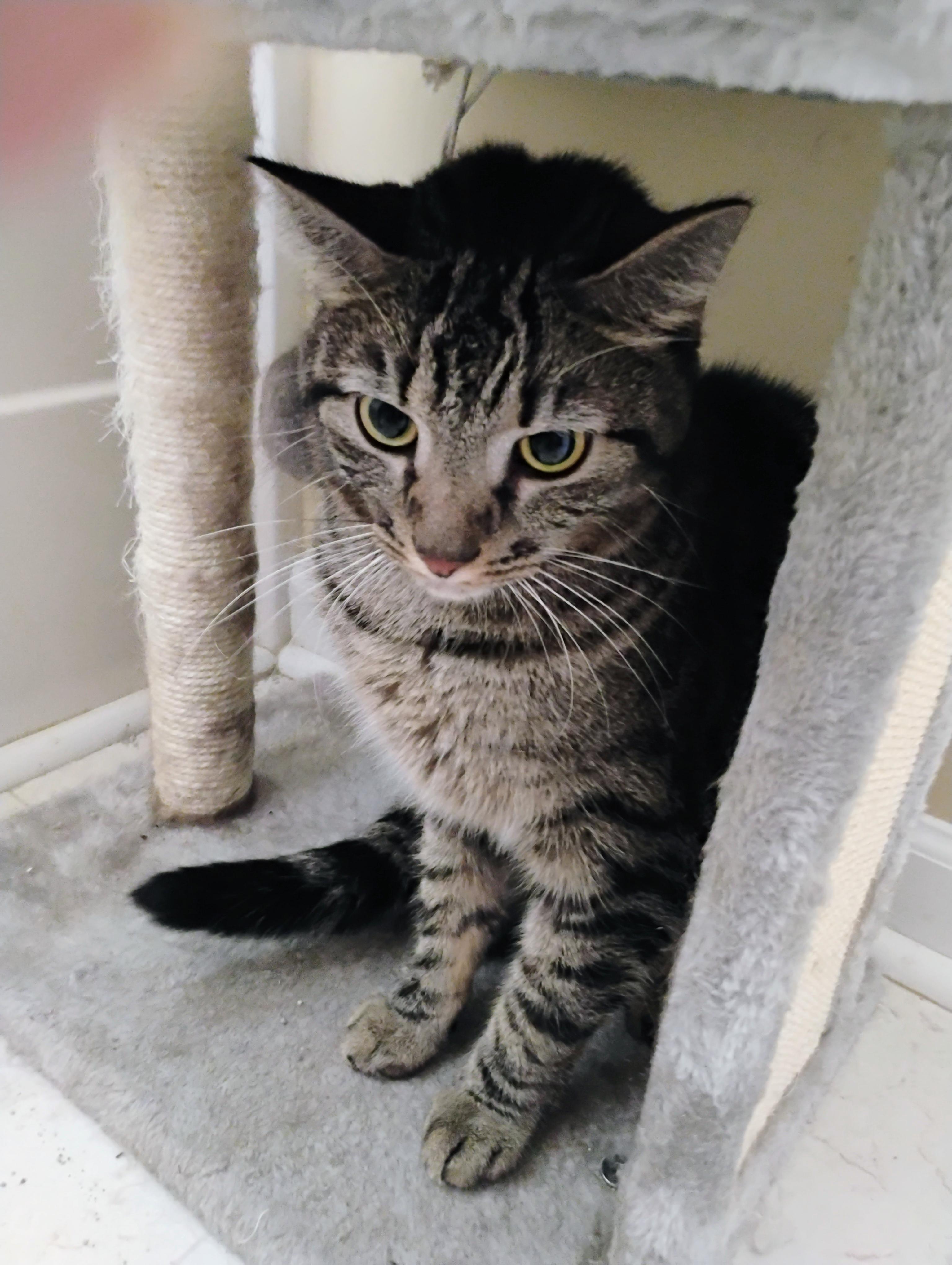 Enlarge Tikere, a ADOPTABLE Domestic Short Hair in Williamsburg, VA image 1/1