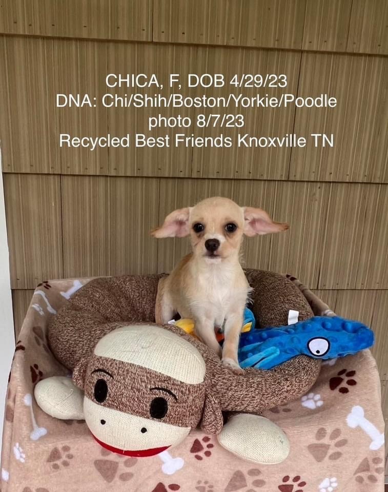 Enlarge Chica, a Adopted mixed breed in Knoxville, TN image 1/2