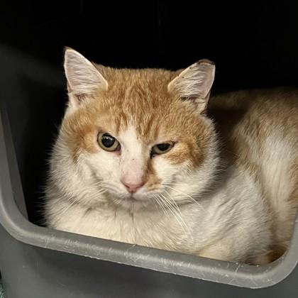 Kellan — thumbnail 2