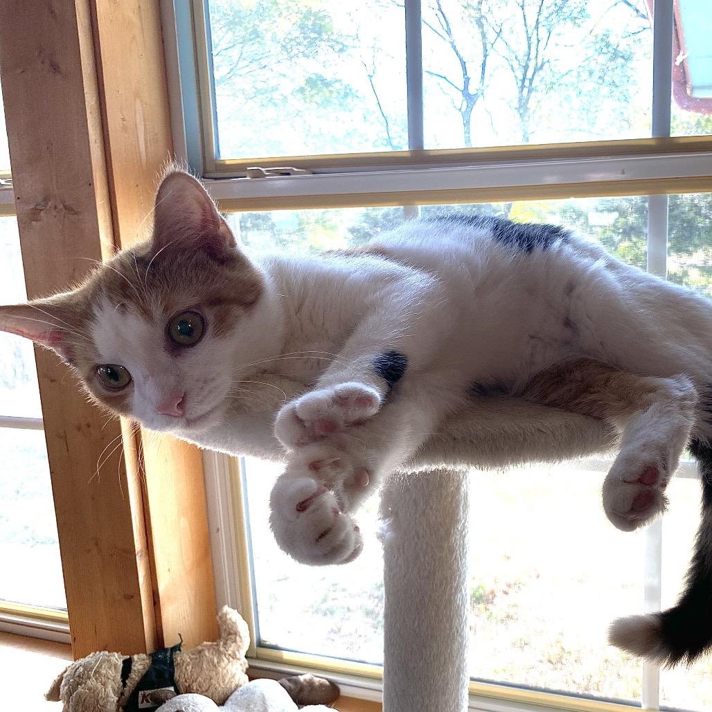 Margo, Adoptable, Kitten Female Domestic Short Hair.