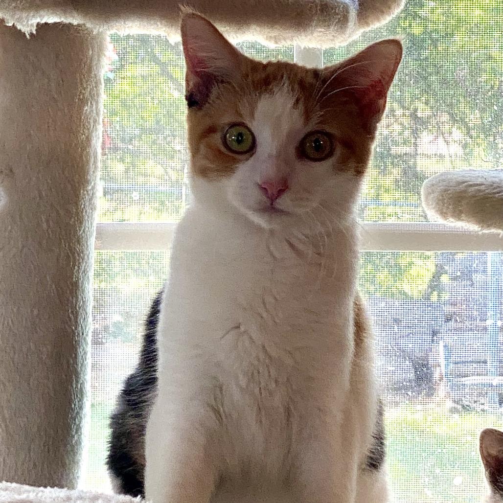 Enlarge Margo, a Adoptable Domestic Short Hair in Denison, TX image 2/5