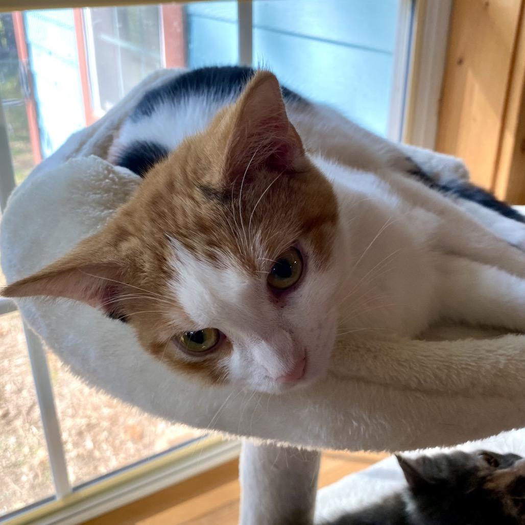 Enlarge Margo, a Adoptable Domestic Short Hair in Denison, TX image 3/5