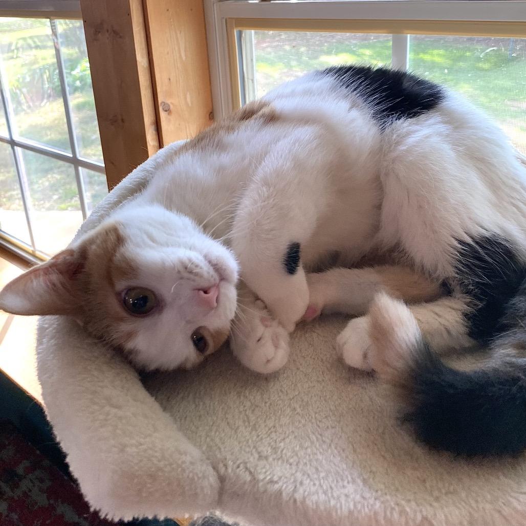 Enlarge Margo, a Adoptable Domestic Short Hair in Denison, TX image 4/5