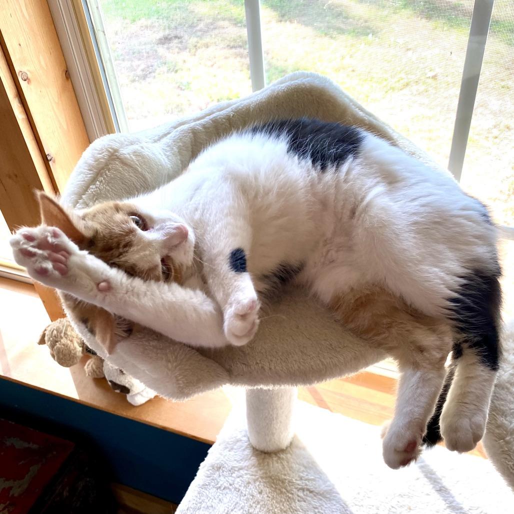 Enlarge Margo, a Adoptable Domestic Short Hair in Denison, TX image 5/5