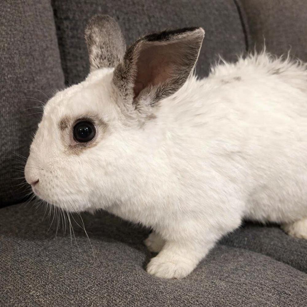 Reagan, Adoptable, Adult Male Dwarf.