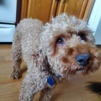 Griffin- IN A FOSTER HOME, a Adoptable Goldendoodle in Fowlerville, MI image 3/3