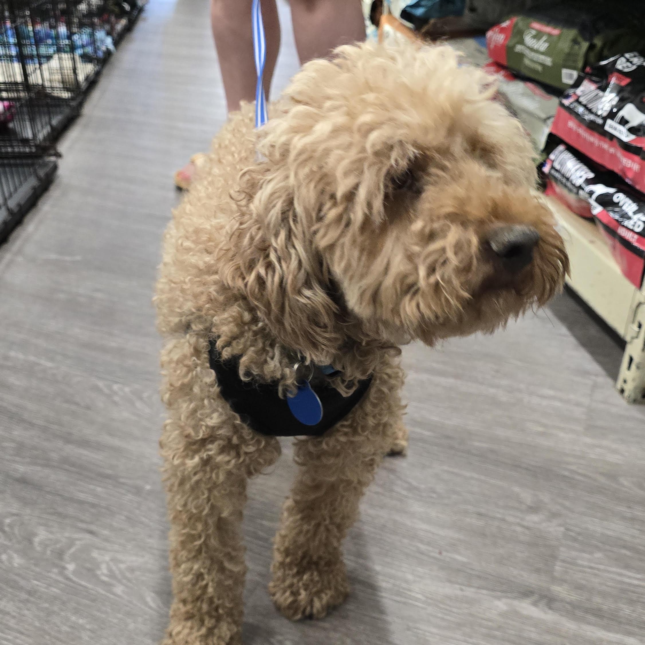 Griffin- IN A FOSTER HOME, a Adoptable Goldendoodle in Fowlerville, MI image 2/3