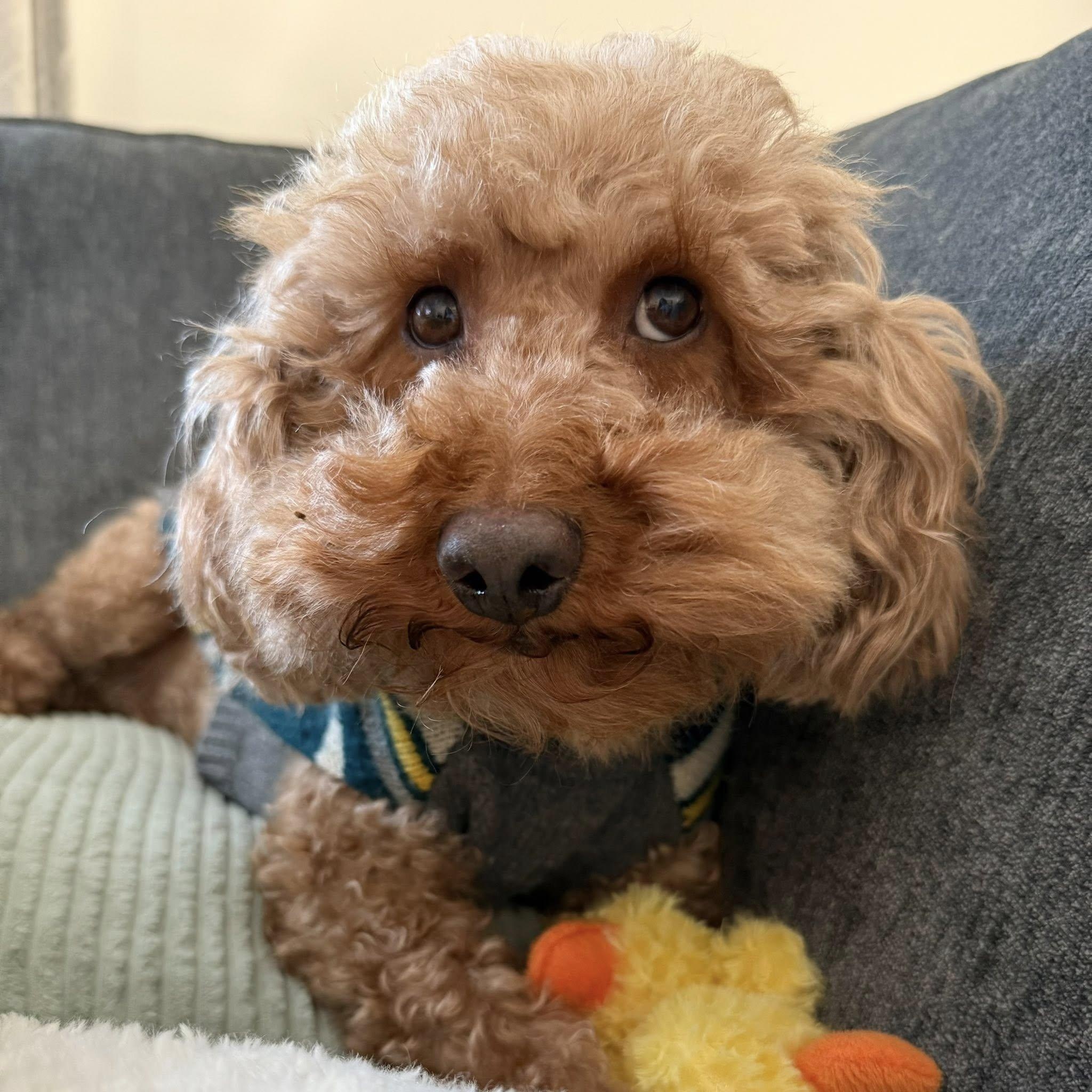 Griffin- IN A FOSTER HOME, Adoptable, Young Male Goldendoodle.