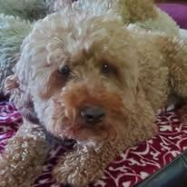 Griffin- IN A FOSTER HOME, a Adoptable Goldendoodle in Fowlerville, MI image 1/3