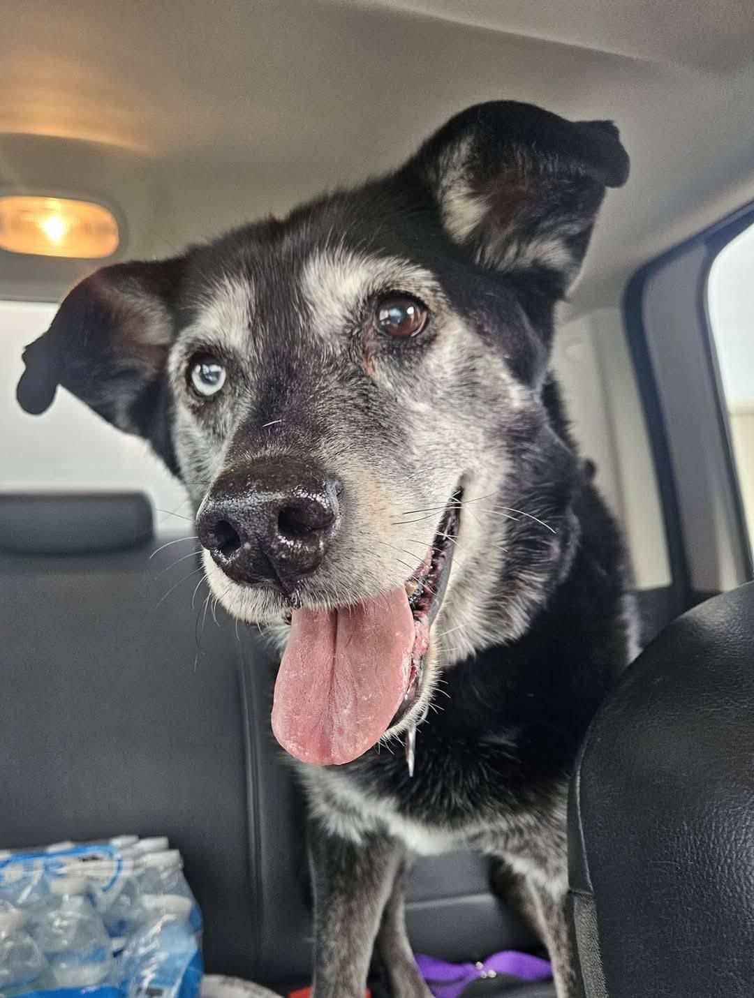 Enlarge Trinity, a Adopted mixed breed in Westminster, MD image 1/3