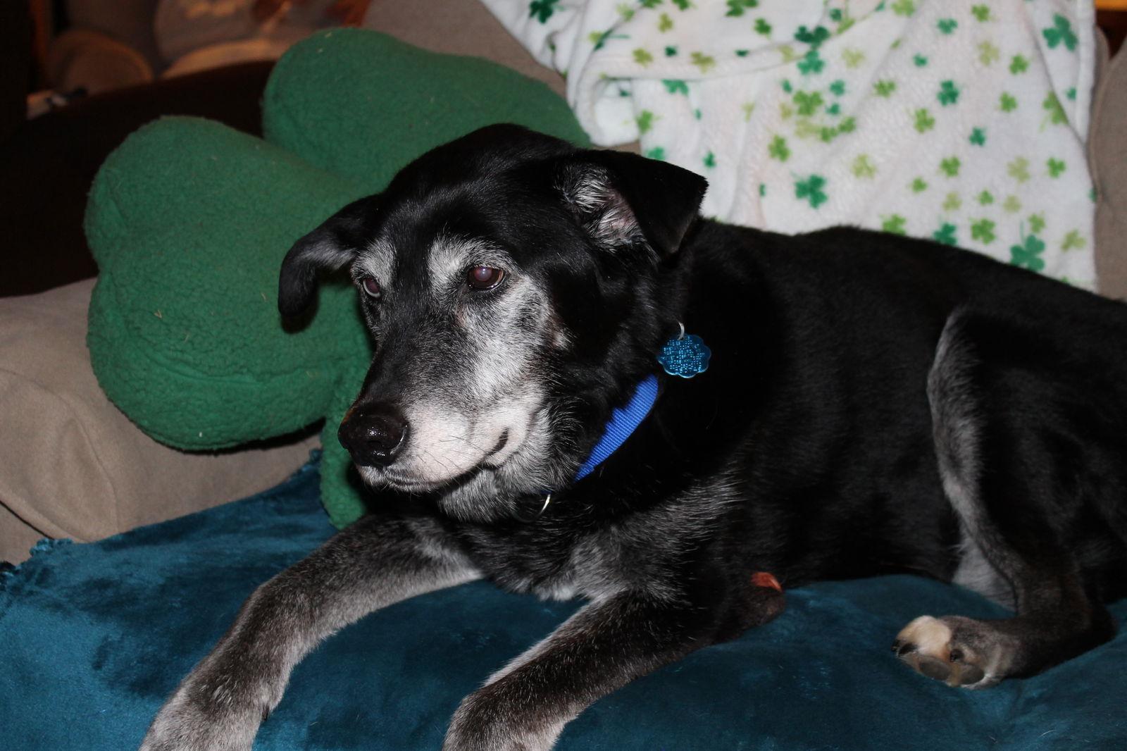 Enlarge Trinity, a Adopted mixed breed in Westminster, MD image 2/3