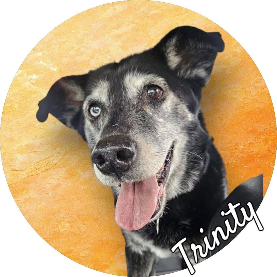 Enlarge Trinity, a Adopted mixed breed in Westminster, MD image 3/3