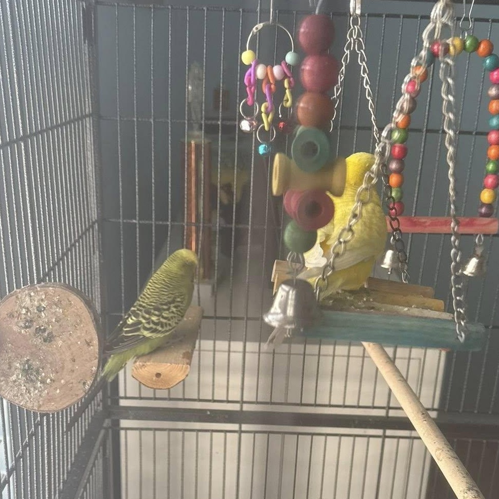 Enlarge Chiku (F) & Miku (M) - Bonded Pair, a ADOPTABLE Parakeet (Other) in CHARLOTTE, NC image 4/4