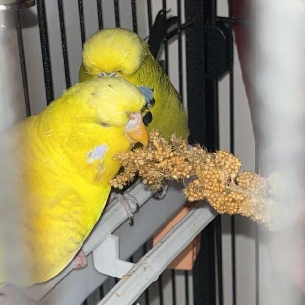 Enlarge Chiku (F) & Miku (M) - Bonded Pair, a ADOPTABLE Parakeet (Other) in CHARLOTTE, NC image 2/4