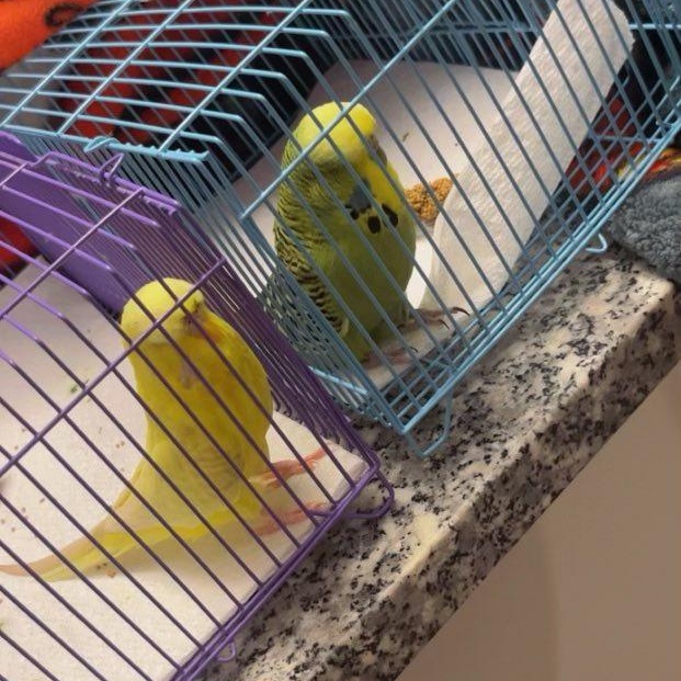 Enlarge Chiku (F) & Miku (M) - Bonded Pair, a ADOPTABLE Parakeet (Other) in CHARLOTTE, NC image 3/4