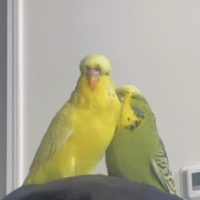 Enlarge Chiku (F) & Miku (M) - Bonded Pair, a ADOPTABLE Parakeet (Other) in CHARLOTTE, NC image 1/4