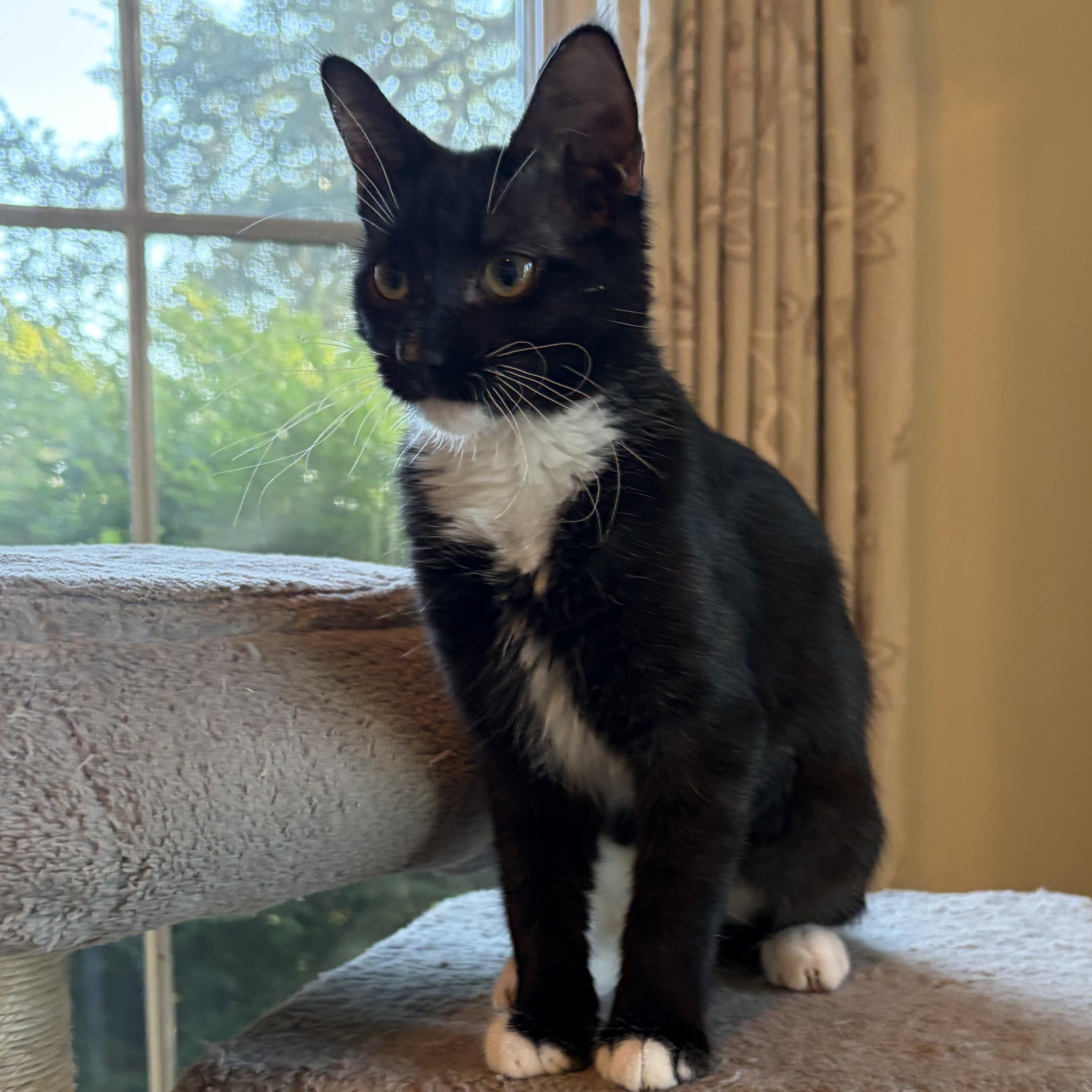 Friday's Child, a Adoptable mixed breed in Boston, MA image 2/5