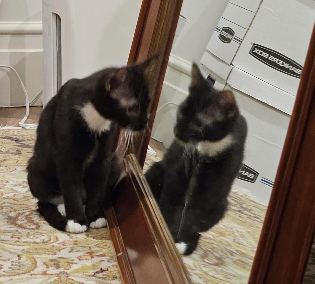 Friday's Child, a Adoptable mixed breed in Boston, MA image 5/5