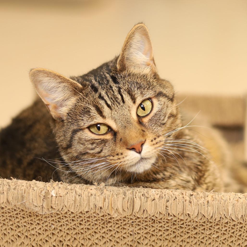 Rootbeer, Adoptable, Adult Male Domestic Short Hair.