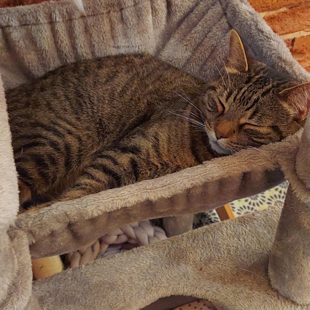 Rootbeer, a Adoptable Domestic Short Hair in Evansville, IN image 2/4