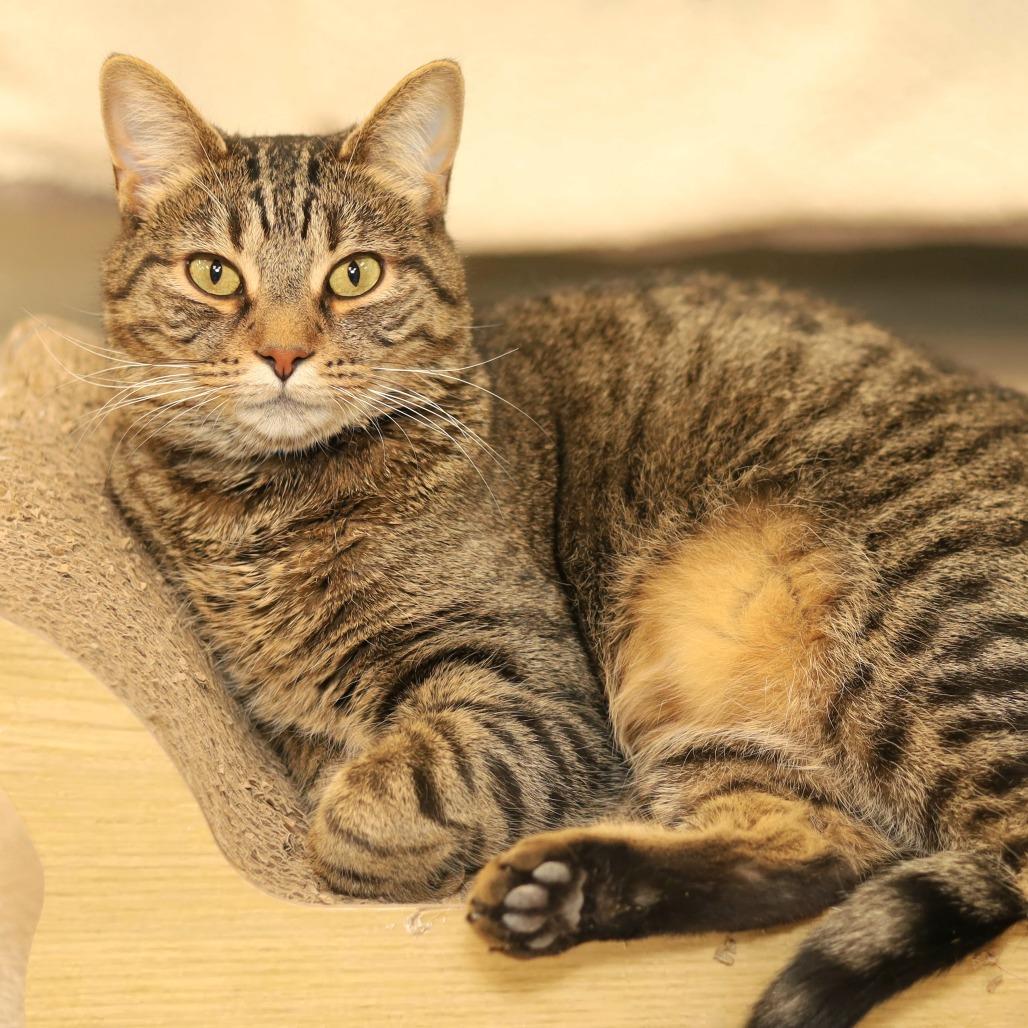 Rootbeer, a Adoptable Domestic Short Hair in Evansville, IN image 4/4