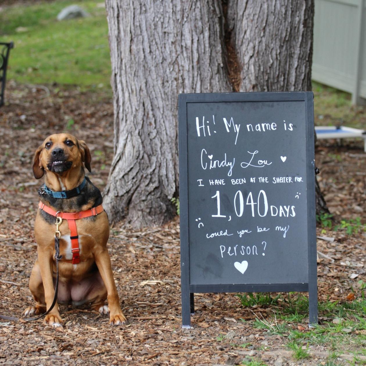Cindy Lou **, a Adoptable Hound in Briarcliff Manor, NY image 4/5