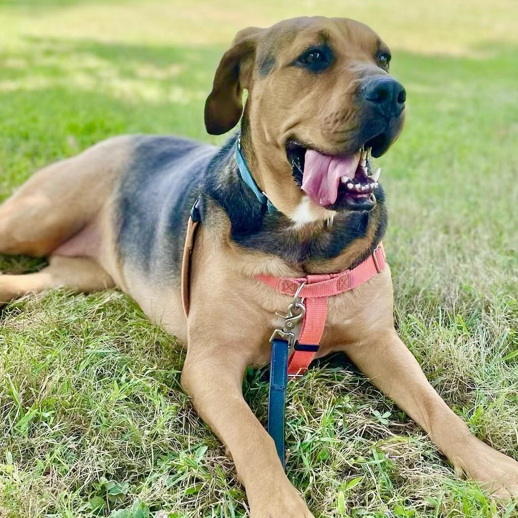 Cindy Lou **, Adoptable, Adult Female Hound.