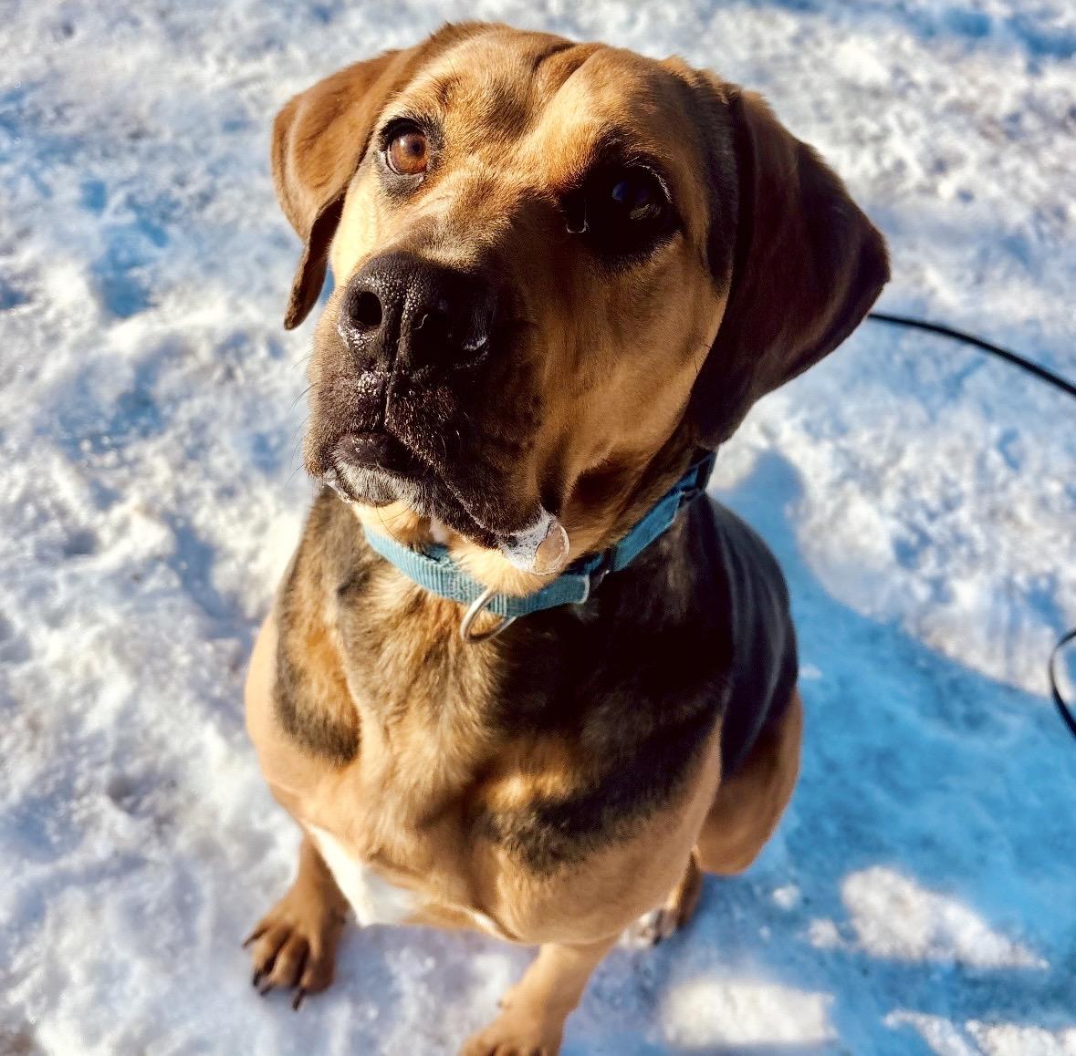 Enlarge Cindy Lou **, a Adoptable Hound in Briarcliff Manor, NY image 6/6