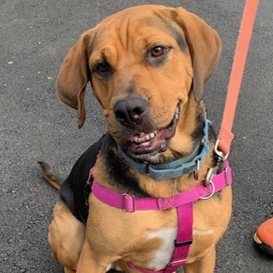 Cindy Lou **, a Adoptable Hound in Briarcliff Manor, NY image 5/5