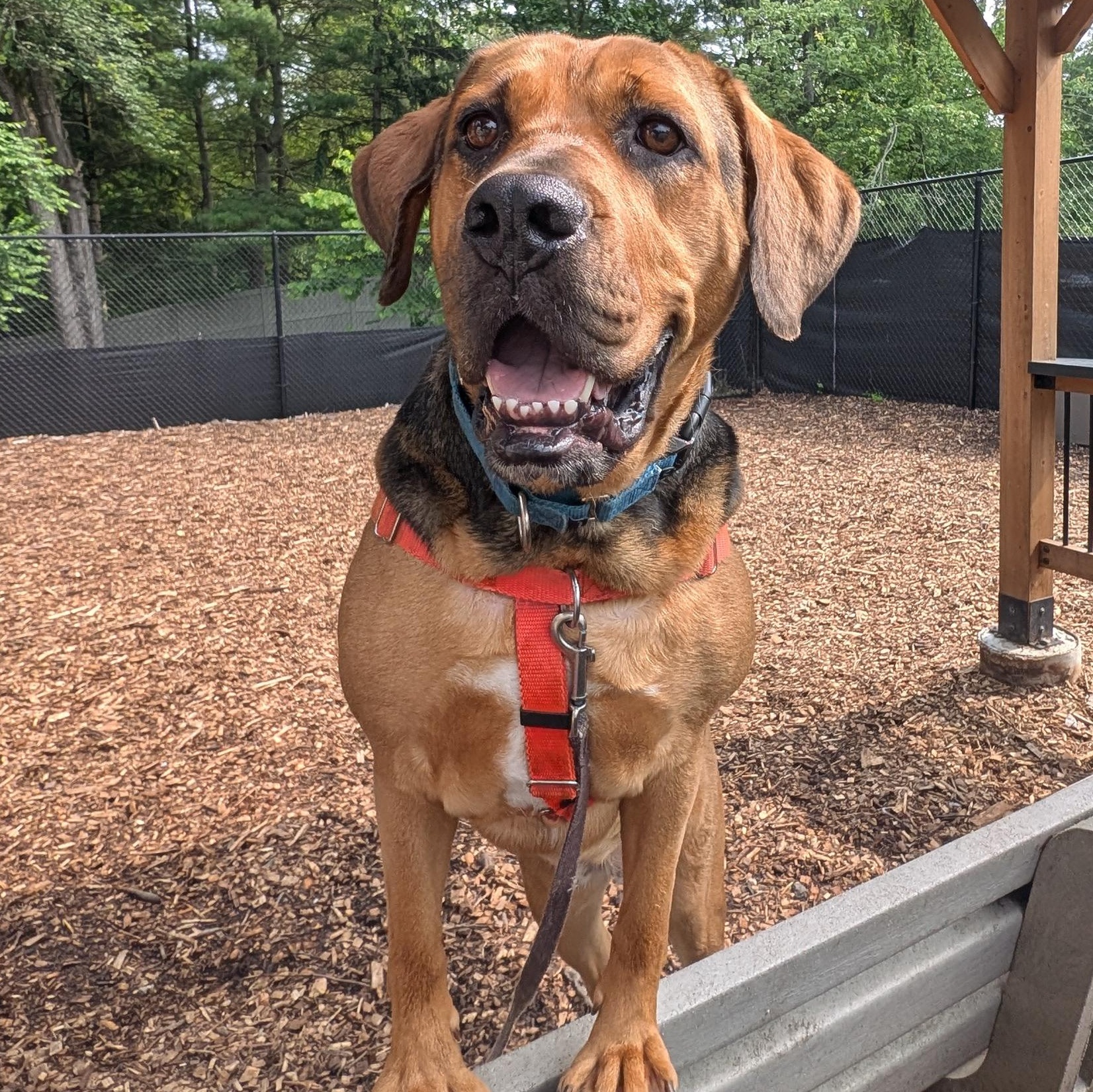 Cindy Lou **, a Adoptable Hound in Briarcliff Manor, NY image 2/5
