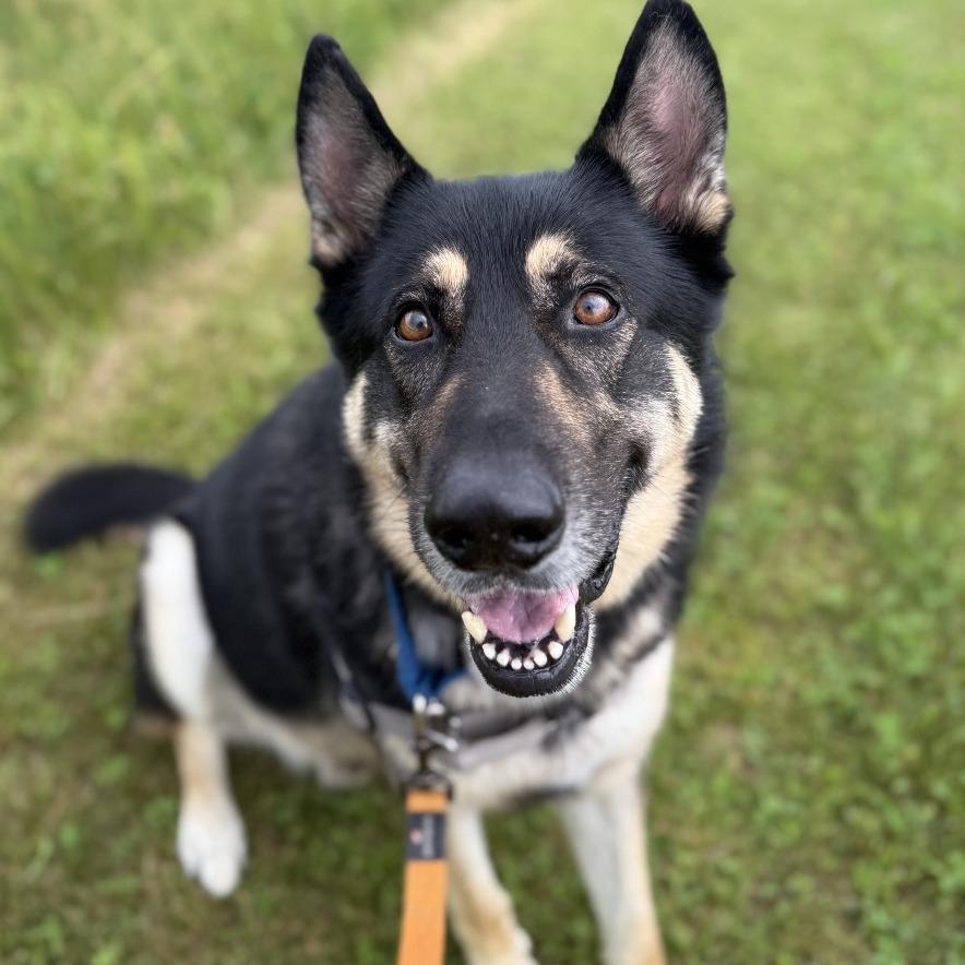 Atty, Adoptable, Adult Male German Shepherd Dog & Mixed Breed.