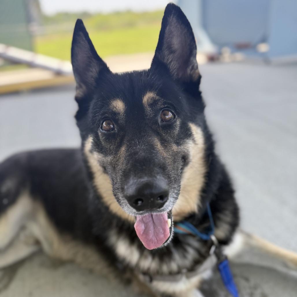 Atty, Adoptable, Adult Male German Shepherd Dog & Mixed Breed.