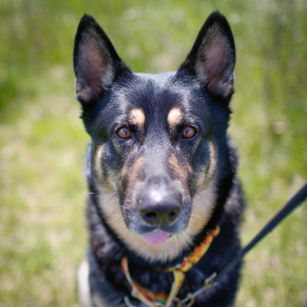 Enlarge Atticus, a Adoptable mixed breed in Dover, NH image 1/6