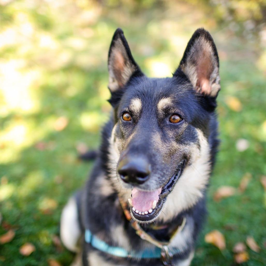 Atty, a Adoptable mixed breed in Dover, NH image 2/6