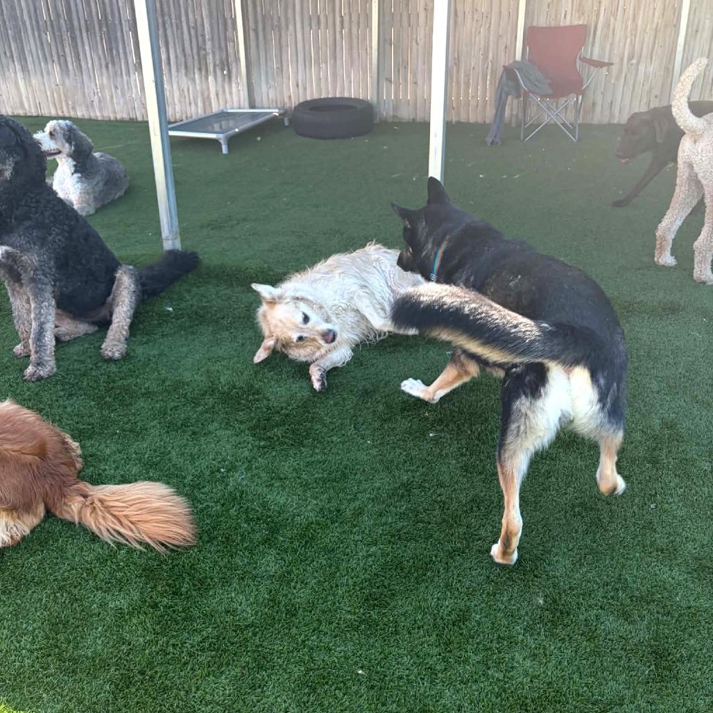 Atty, Adoptable, Adult Male German Shepherd Dog & Mixed Breed.