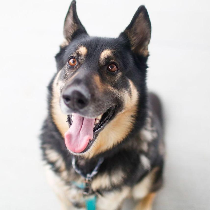 Enlarge Atticus, a Adoptable mixed breed in Dover, NH image 2/6