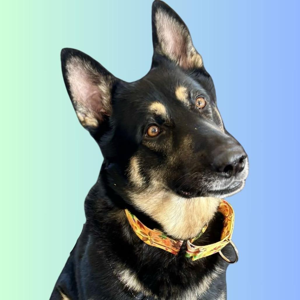 Enlarge Atticus, a Adoptable mixed breed in Dover, NH image 2/6