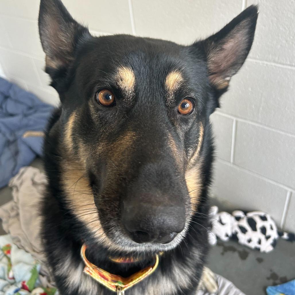 Enlarge Atticus, a Adoptable mixed breed in Dover, NH image 3/6