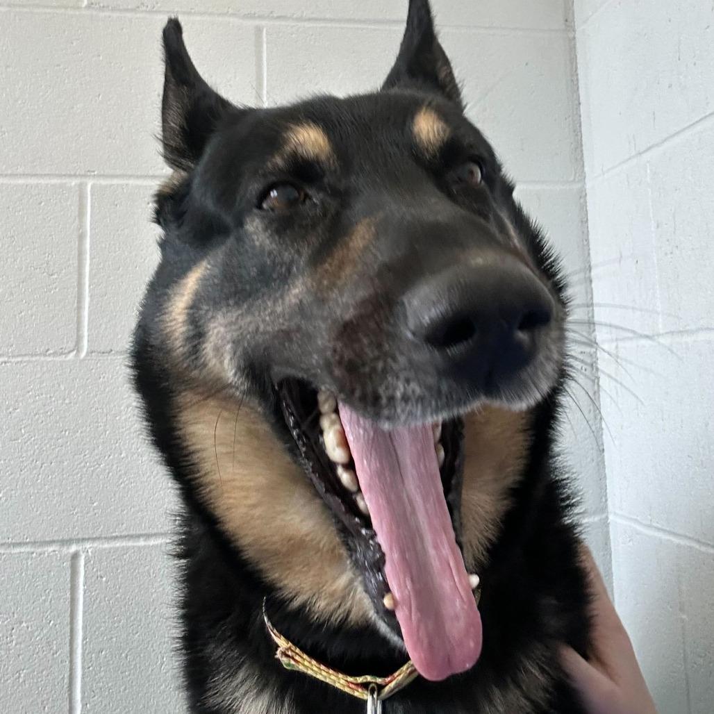 Enlarge Atticus, a Adoptable mixed breed in Dover, NH image 4/6