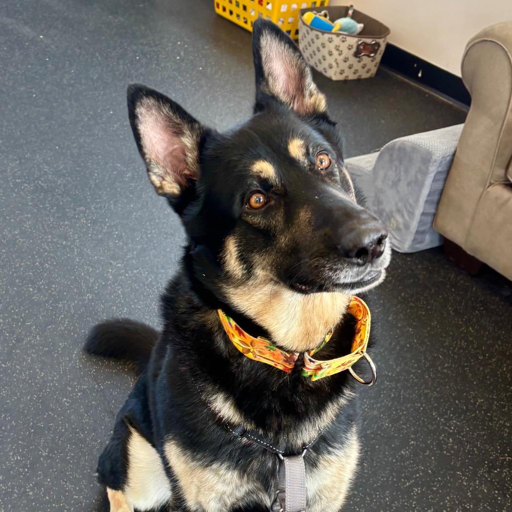 Enlarge Atticus, a Adoptable mixed breed in Dover, NH image 5/6