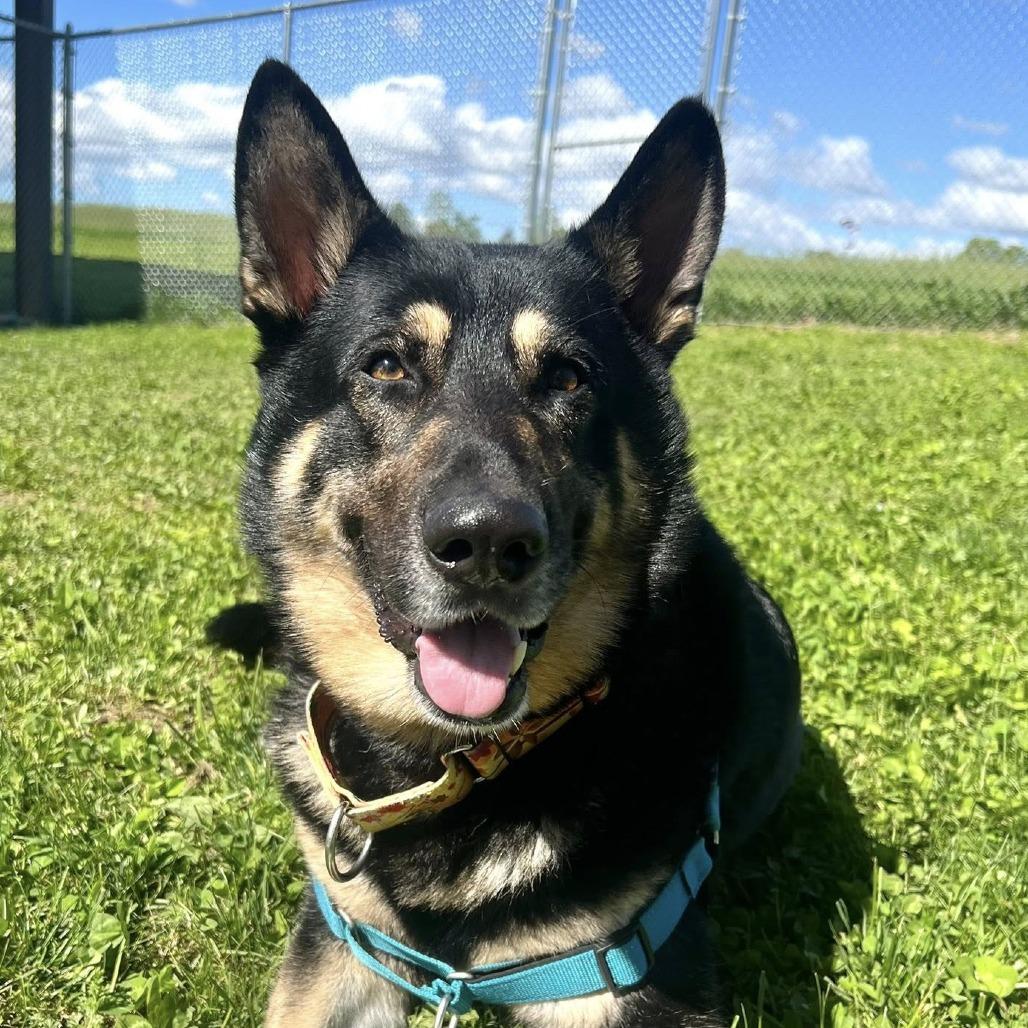 Enlarge Atticus, a Adoptable mixed breed in Dover, NH image 6/6