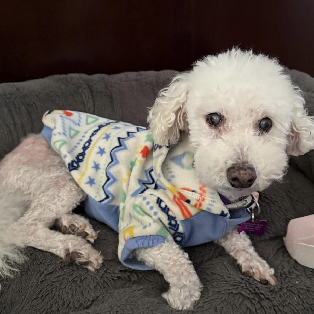 Sunny #502, Adoptable, Senior Male Bichon Frise.