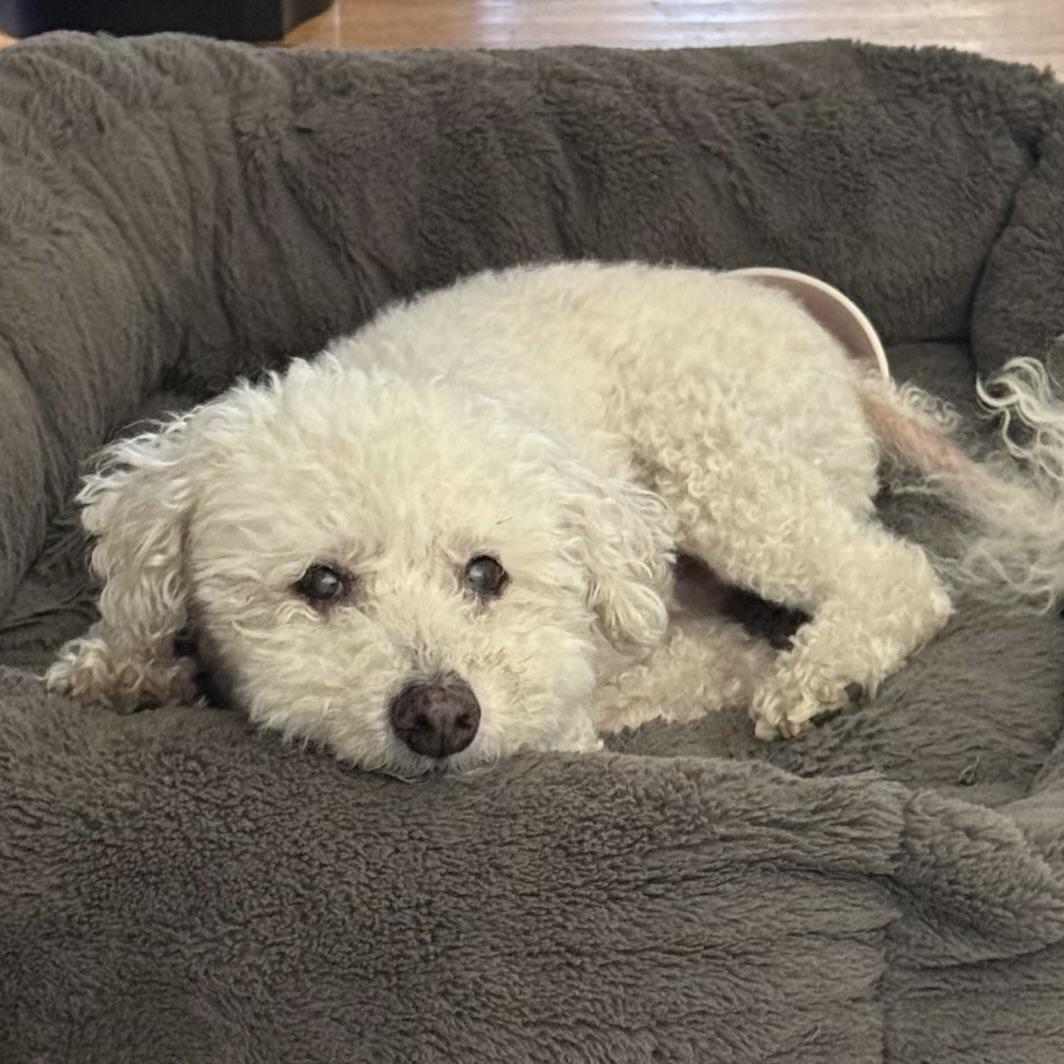 Sunny #502, a Adoptable Bichon Frise in Placentia, CA image 6/6