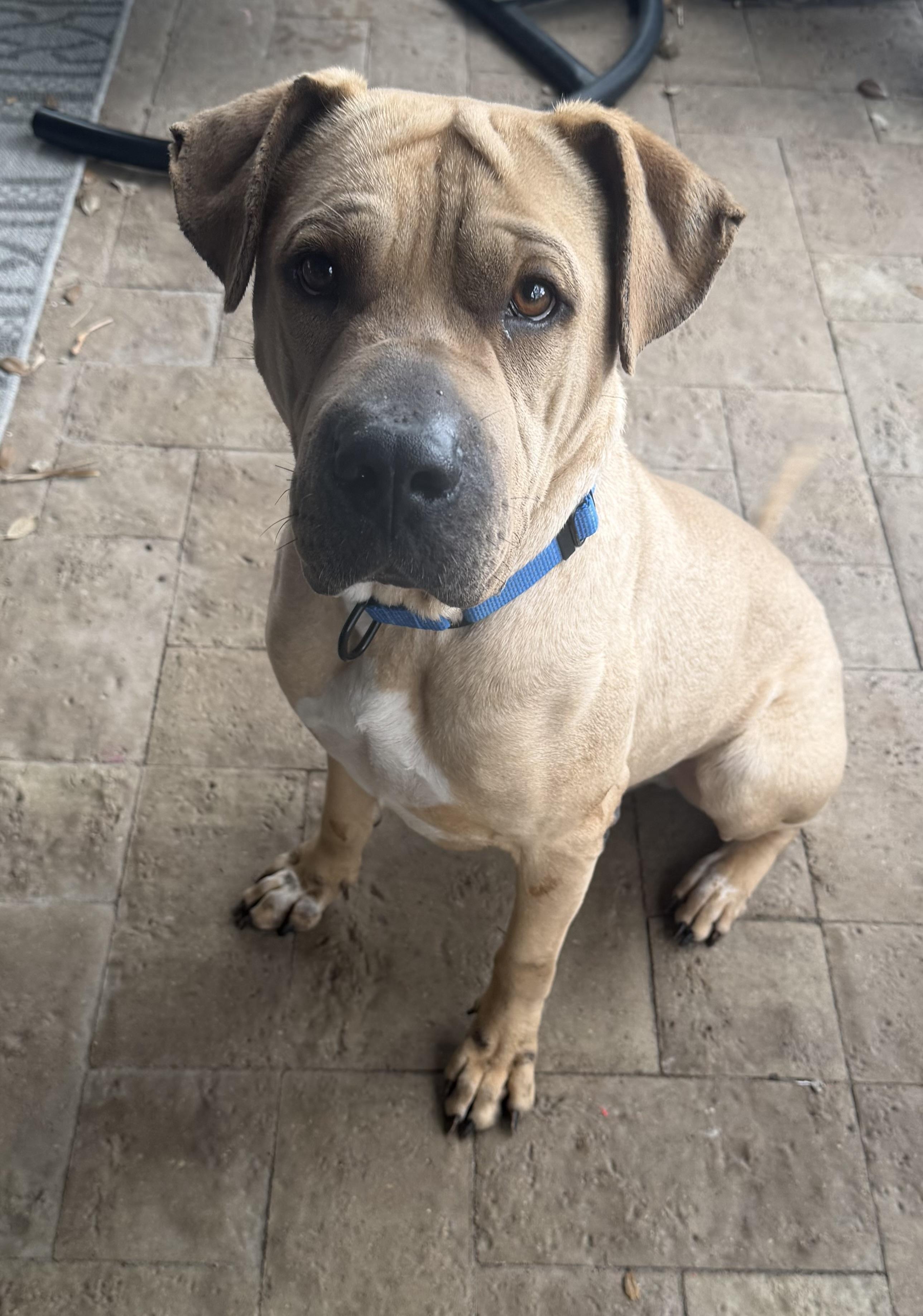 Enlarge Tommi, a Adoptable mixed breed in Philadelphia , PA image 2/6