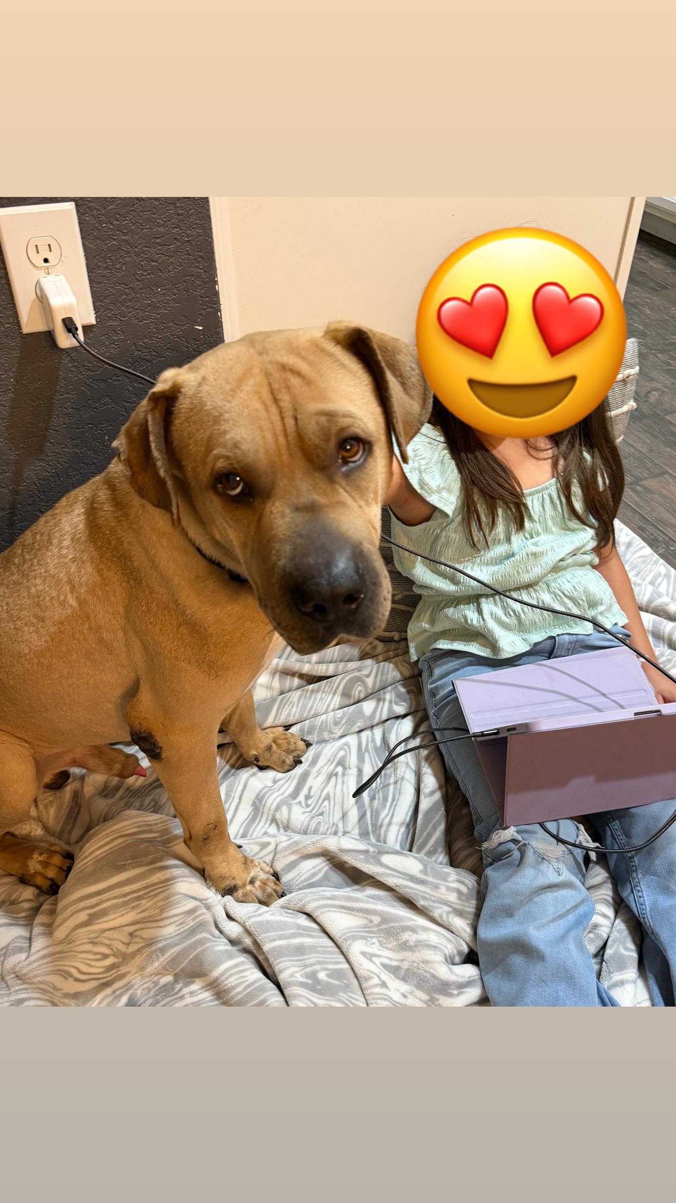 Tommi, Adoptable, Young Male Mastiff & Terrier.