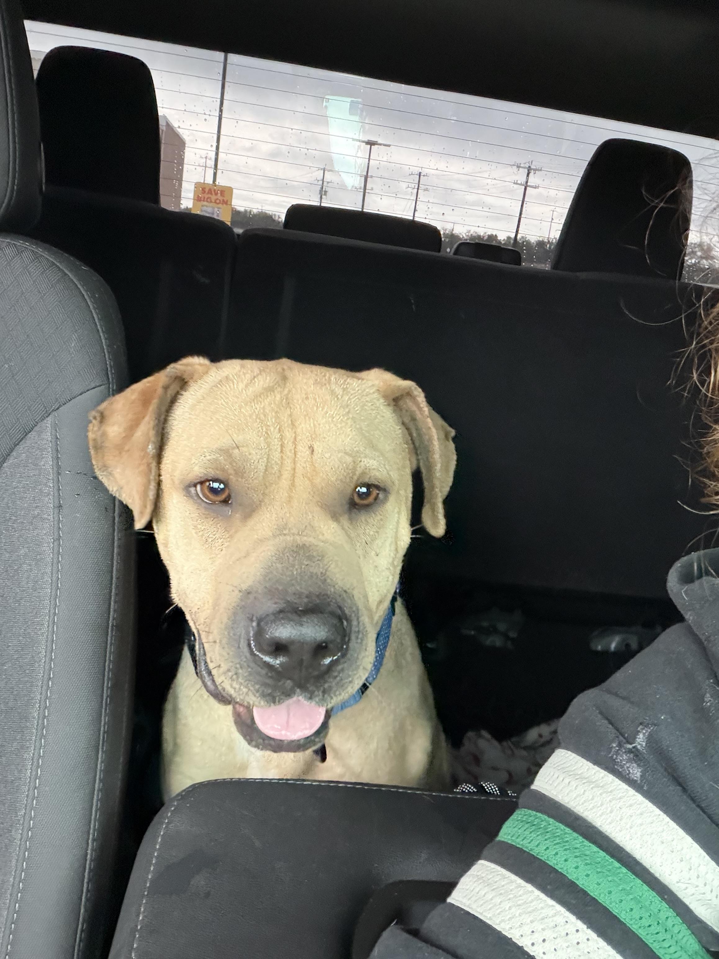 Enlarge Tommi, a Adoptable mixed breed in Philadelphia , PA image 5/6