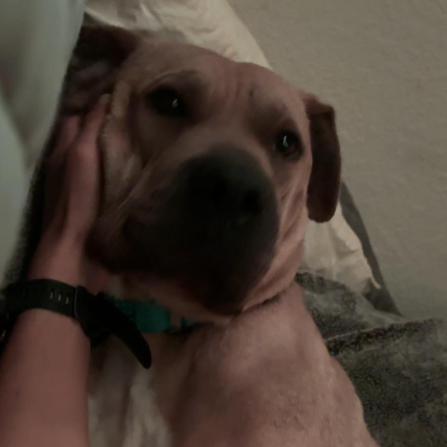 Enlarge Tommi, a Adoptable mixed breed in Philadelphia , PA image 3/6