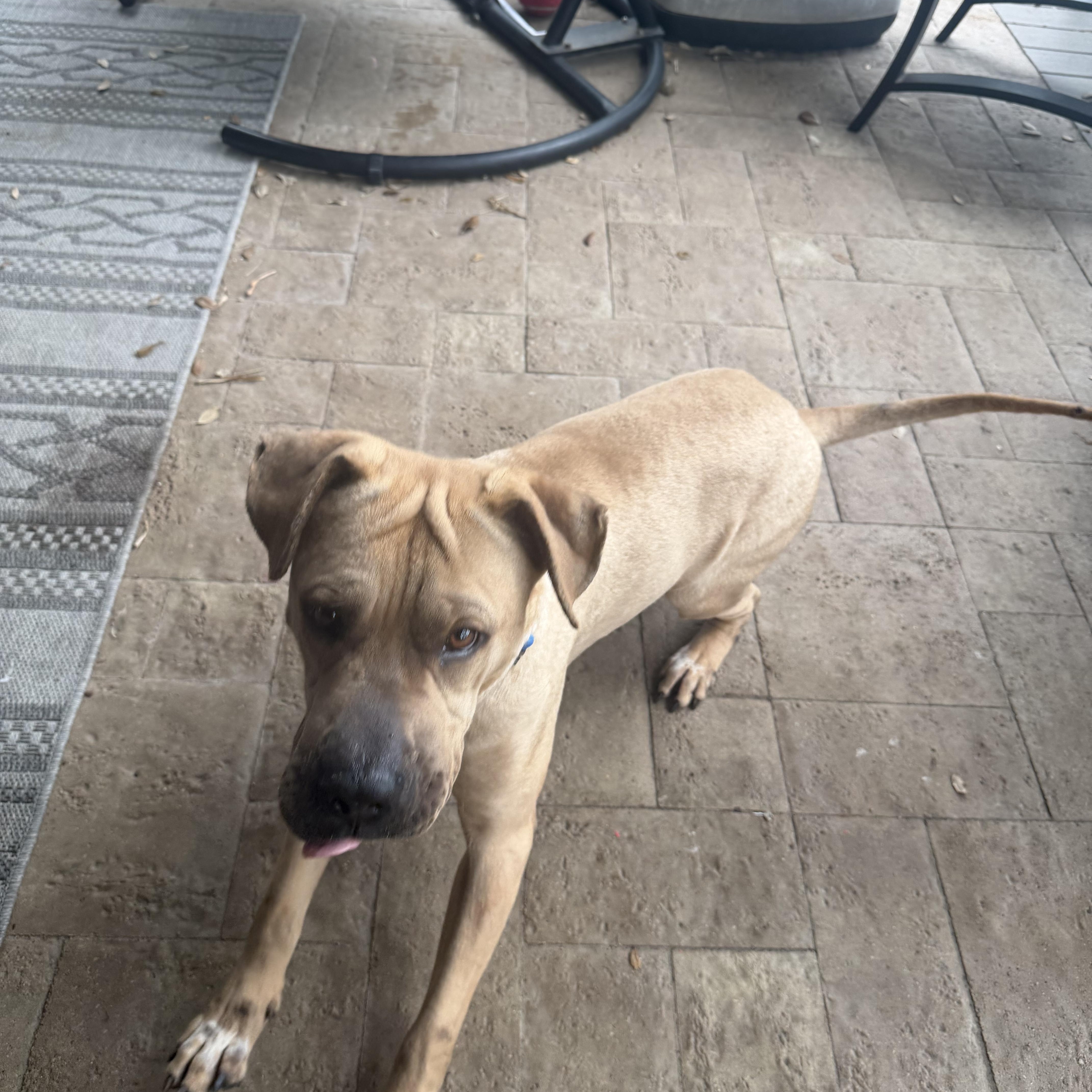 Enlarge Tommi, a Adoptable mixed breed in Philadelphia , PA image 4/6